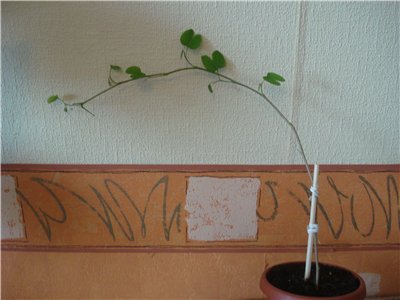 Bauhinia (copac Orchid) de îngrijire la fotografie acasă, cultivarea speciilor de semințe și 1 lor