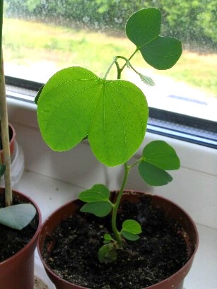 Bauhinia (copac Orchid) de îngrijire la fotografie acasă, cultivarea speciilor de semințe și a acestora