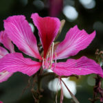 Bauhinia (copac Orchid) de îngrijire la fotografie acasă, cultivarea speciilor de semințe și a acestora
