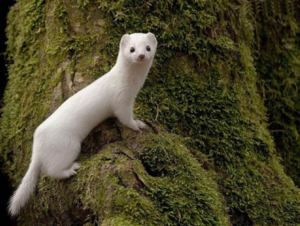 jder alb sau nevăstuica în cazul în care trăiește și arată ca un animal mic, fotografie