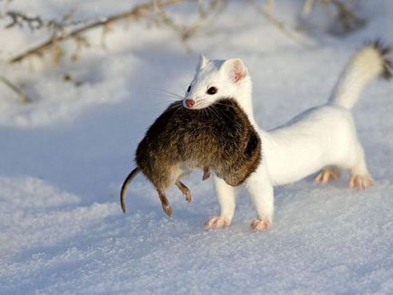 jder alb sau nevăstuica în cazul în care trăiește și arată ca un animal mic, fotografie