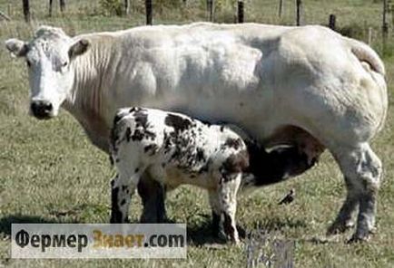 Caracteristici de vacă rasa albastru belgian și tehnologii de reproducere