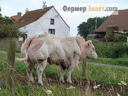 Caracteristici de vacă rasa albastru belgian și tehnologii de reproducere