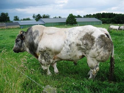 Albastru Belgian rasa vaci și tauri fotografie, prezentare generală