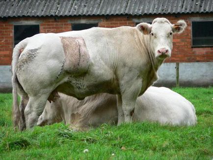 Belgian Albastru Descriere vaca rasa si mai ales