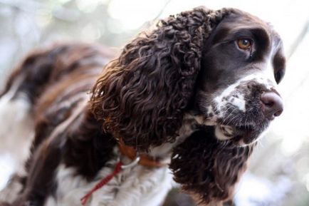 Bernese Mountain Dog descriere rasa, fotografii, video