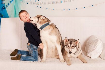 Bernese Mountain Dog descriere rasa, fotografii, video