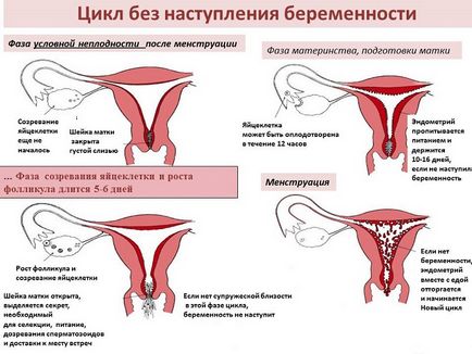 Infertilitate la femei din cauza lipsei de ovulatie
