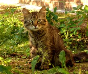 pisici fara adapost unele remarci la întrebarea cu privire la șansele de supraviețuire în afara așezărilor umane