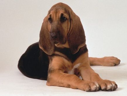 Bloodhound rasa fotografie și descriere
