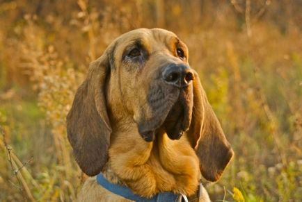 Bloodhound rasa fotografie și descriere