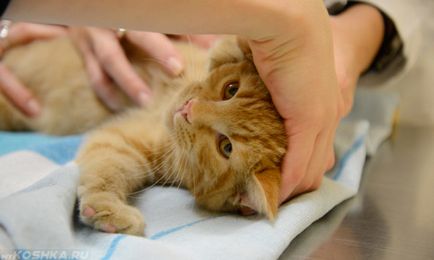 dermatita cu purici la pisici tratate la fotografie acasă