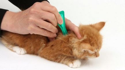 dermatita cu purici la pisici tratate la fotografie acasă
