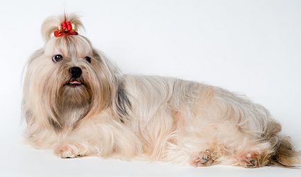 câine tur, rasă de câini,,, cățelușul colorate Rusă malteză malteză