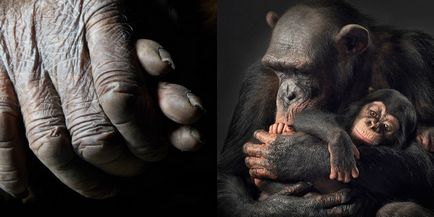 Mai mult decat uman „- portrete izbitoare ale animalelor de Tim Flach (Tim Flach)