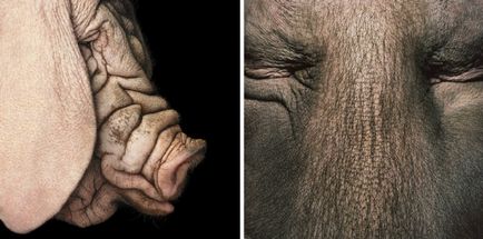 Mai mult decat uman „- portrete izbitoare ale animalelor de Tim Flach (Tim Flach)