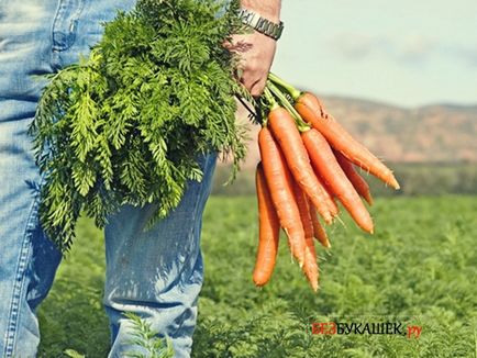 Pest morcovi morcov pentru a proteja împotriva dăunătorilor