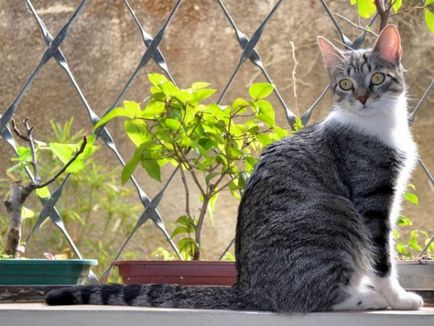 fotografie brazilian Shorthair