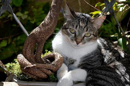 fotografie brazilian Shorthair