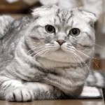 fotografii britanic albastru pisica, pret, descrierea de caractere și nu un forum sau Wikipedia sau clipuri video și răspunsuri