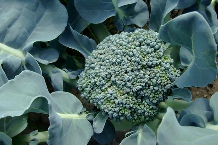 Broccoli - creșterea și îngrijirea în grădină