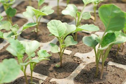 Broccoli - creșterea și îngrijirea în grădină