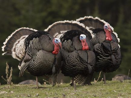 curcani broiler pentru cultivare la domiciliu, hrănire