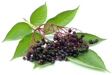 - proprietăți utile boabe de soc si nocive ale elderberry