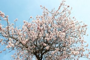 plantare Cakura și îngrijirea într-un teren deschis în țară cum să crească flori de cireș japonez în suburbii, în