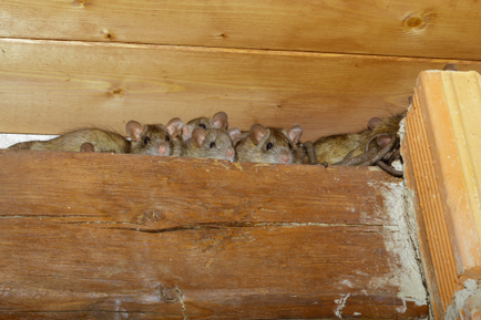 Ce se tem de șobolani și cum să scape de ele