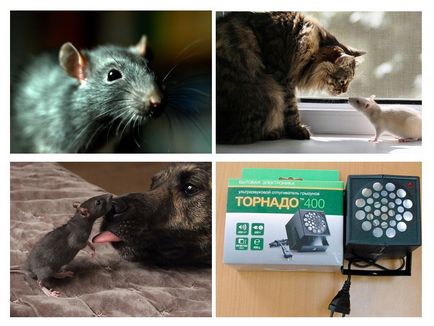 Ce se tem de șobolani și șoareci