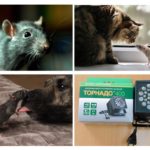 Ce se tem de șobolani și șoareci