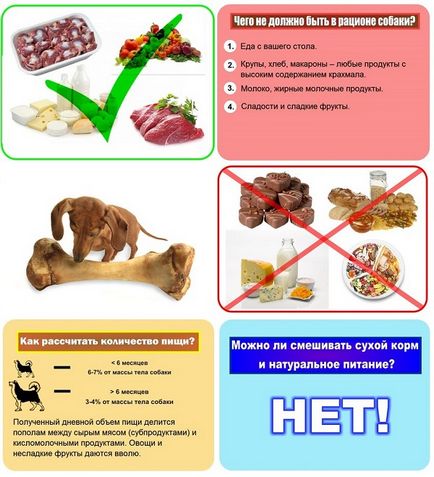 Ce să se hrănească un câine în condiții de acasă corcituri, o listă de mici, de căldură