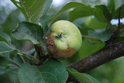 Procesul de primăvară măr