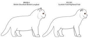Care este diferenta de pisici britanice de la Scottish de aspectul si temperamentul lor
