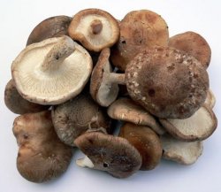 Cât de util ciuperci proprietăți benefice ale ciupercilor