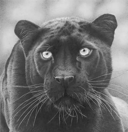 Prin lentilele unei desene alb-negru de animale