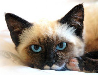 Ce se întâmplă dacă pisica musca pentru animale de companie la sânge, și o parte umflate