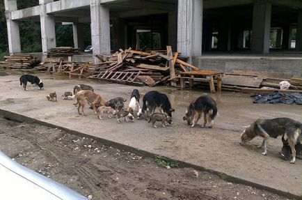 Ce să fac atunci când un atac de câine