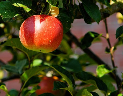 Ce poate fi plantate lângă copac măr, dar este imposibil să