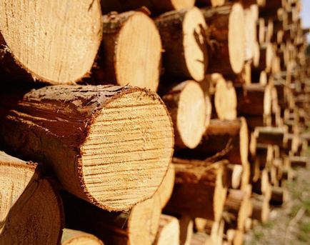 Care este specia de lemn și definirea