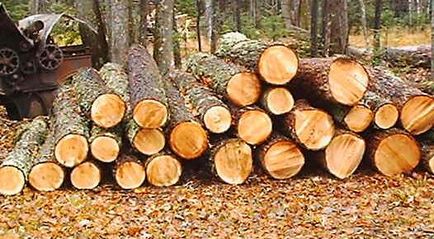 Care este specia de lemn și definirea