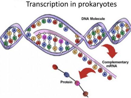 Ce este transcrierea unei etape în biologia sintezei proteinelor