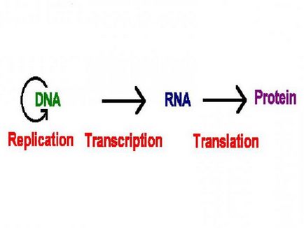 Ce este transcrierea unei etape în biologia sintezei proteinelor