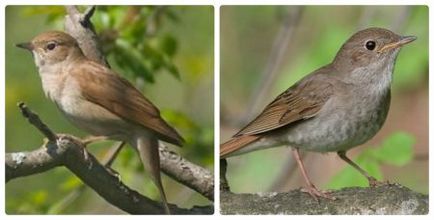 Ce fel de pasăre este aceasta Nightingale fotografii și caracteristici