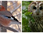 Ce fel de pasăre este aceasta Nightingale fotografii și caracteristici