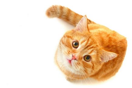 Ce înseamnă atunci când o pisica se uita la ochii unei persoane, și de ce pisicile nu pot privi direct în ochi; dacă
