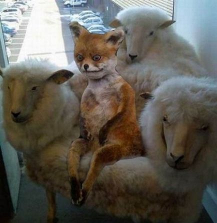 Sperietoarea Fox ședinței - o memă populară Runet