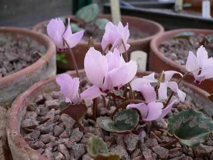 Cyclamen cum să aibă grijă la domiciliu