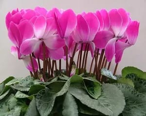 Cyclamen sinuzita cura - trata retete la domiciliu